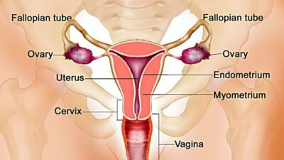 Inilah Organ Reproduksi Wanita dan Fungsi