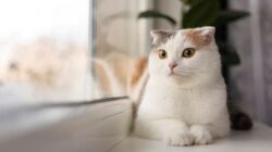 Mengatasi Kucing Peliharaan Kecing Sembarangan