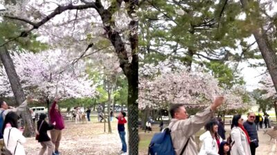 Turis Indonesia Rusak Pohon Sakura